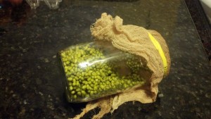 Day one: mung beans