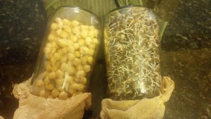 Day 2.4: Lentils are ready to go into the fridge! Chickpeas will stay out for another day or so. Most of them have grown little nubby tails and some have actually sprouted, so I will let them go a little longer (sorry it's hard to see in the photo).